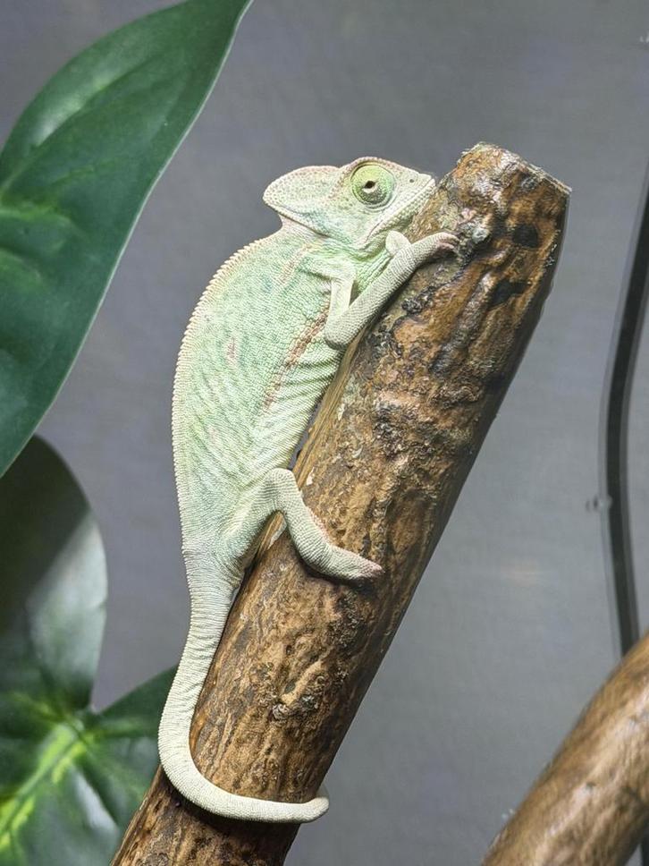 Chameleon te koop Chameleon - unknown for sale from destiny