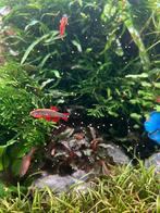 Aquarium vissen & garnalen –Sakura, Amano, Galaxy rasbora, Dieren en Toebehoren, Kreeft, Krab of Garnaal