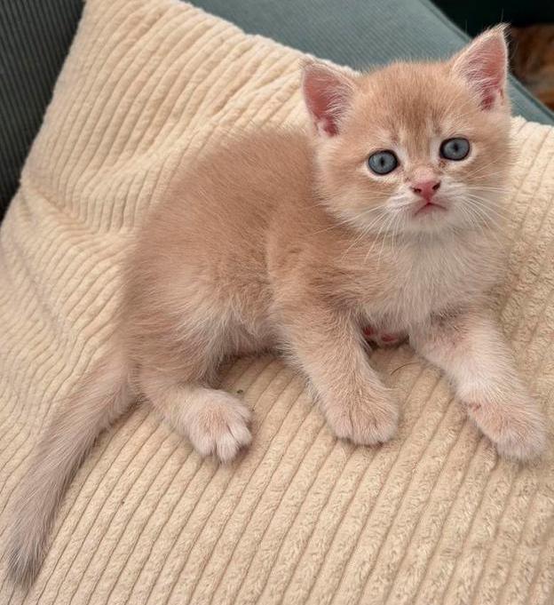 Prachtige brits(e)korthaar kittens met stamboom, Dieren en Toebehoren, Katten en Kittens | Raskatten | Korthaar, Meerdere dieren