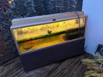 Aquarium/ paludarium met axolotl en vissen 140 x 40  x50, Ophalen of Verzenden, Gebruikt, Gevuld zoetwateraquarium