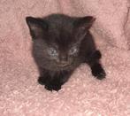 Kitten Siberische boskat x Ragdoll, Poes, 0 tot 2 jaar