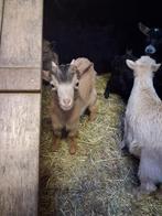 2 geiten bokjes, Dieren en Toebehoren, Mannelijk, Geit, 0 tot 2 jaar