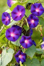 Te koop: zaden 1-, 2-jarigen en vaste planten, Ophalen, Volle zon, Zaad