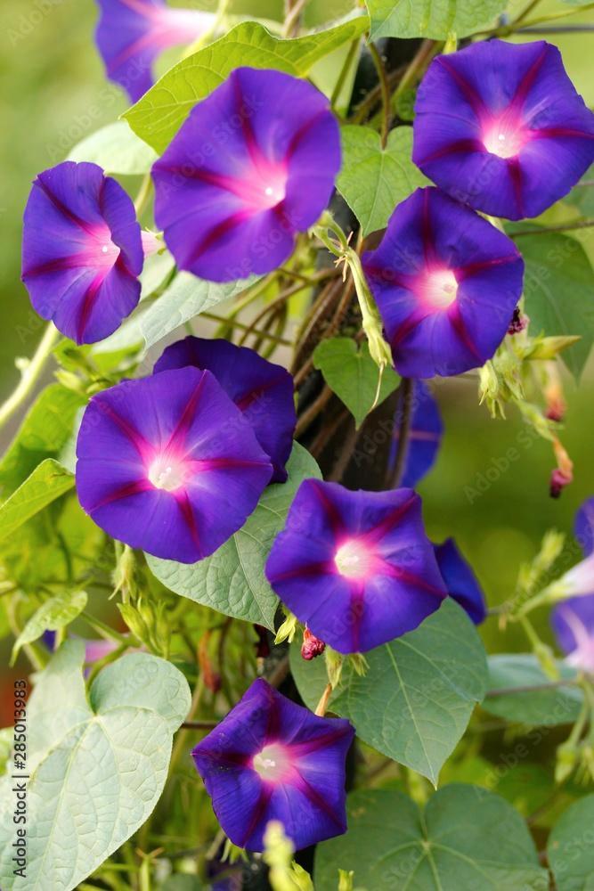 Te koop: zaden 1-, 2-jarigen en vaste planten, Tuin en Terras, Bloembollen en Zaden, Zaad, Volle zon, Ophalen