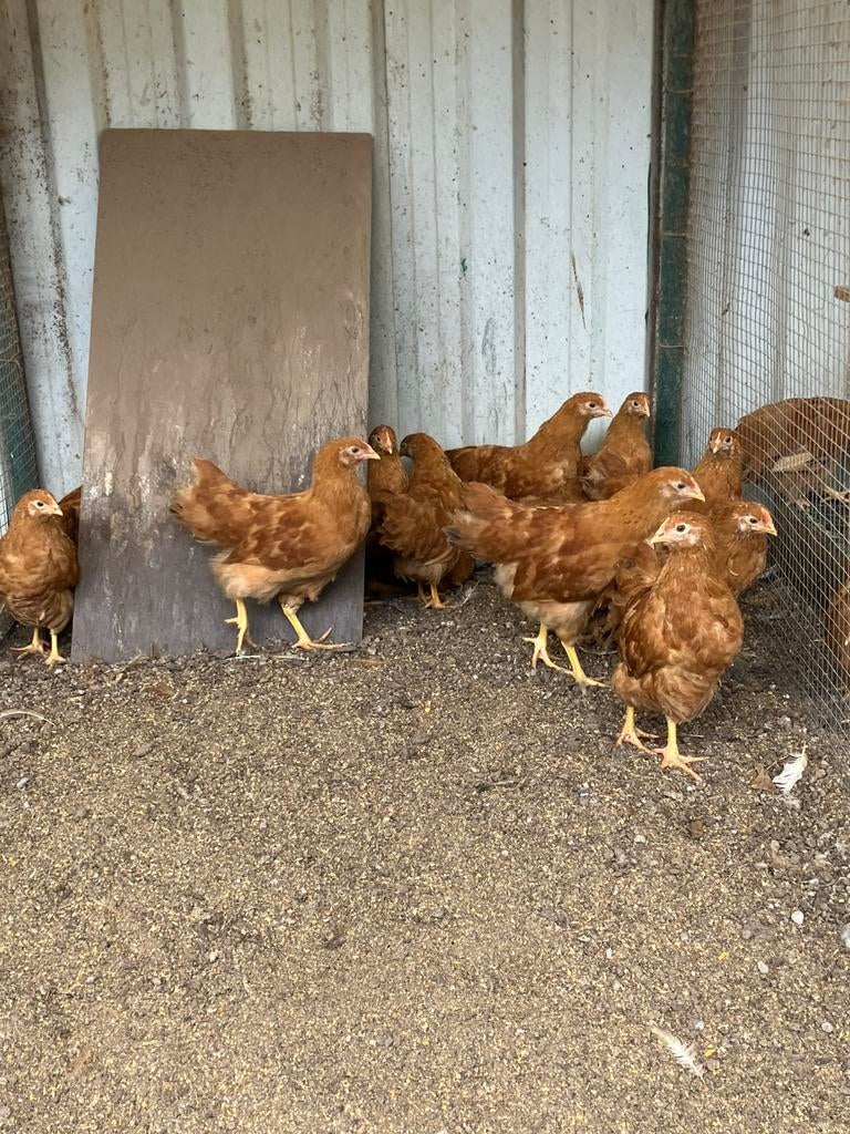 Jonge New Hampshire hennen ( groot), Dieren en Toebehoren, Meerdere dieren, Kip