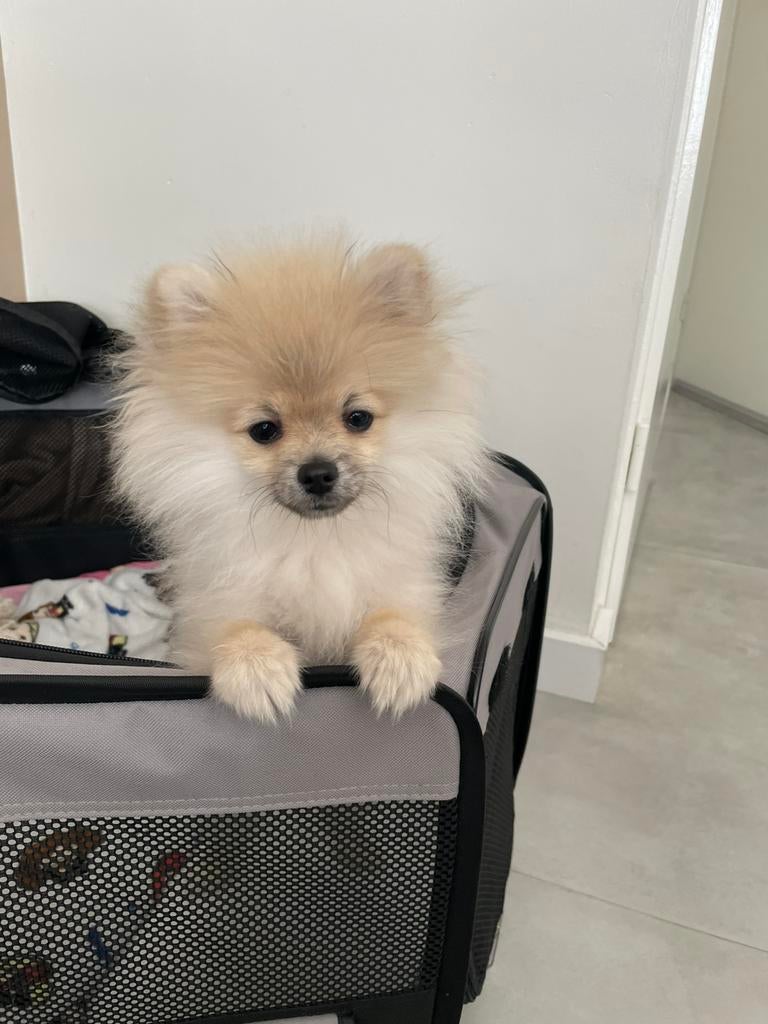 Lieve Pomeriaan reu van 6 maanden oud zoekt nieuw thuis, Dieren en Toebehoren, Particulier, Keeshond, 15 weken tot 1 jaar, Reu