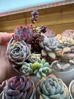 Verschillende Echeveria vetplanten, Overige soorten, Volle zon, Vaste plant, Ophalen of Verzenden