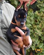 Doberman-puppy's te koop, Dieren en Toebehoren, 15 weken tot 1 jaar, Overige rassen, Buitenland, Parvo