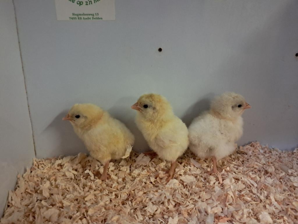 poule de bresse kuikens, Dieren en Toebehoren, Pluimvee, Meerdere dieren, Kip