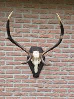Prachtig Zwaar Edelhert Gewei Veluwe jacht mancave g7, Ophalen, Gebruikt, Hert, Gewei of Kop