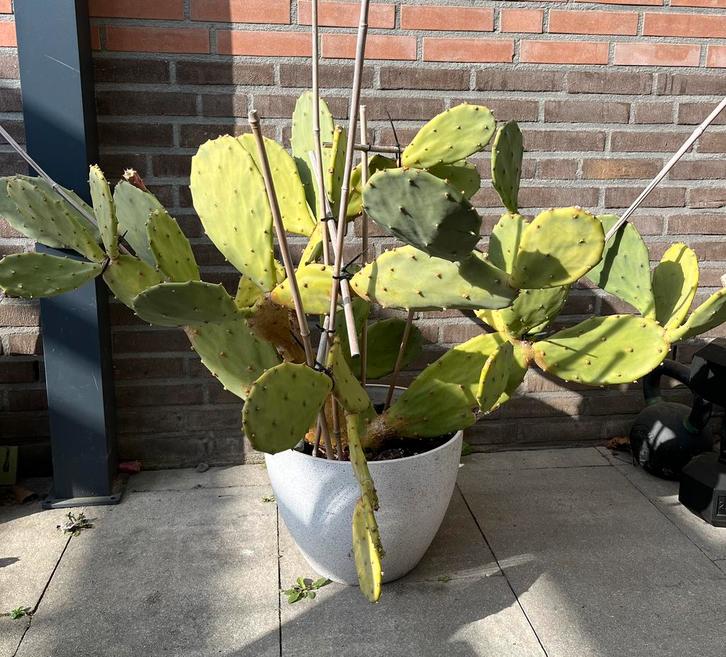 Gratis grote cactus voor de dappere liefhebber, Tuin en Terras, Planten | Tuinplanten, Vaste plant, Overige soorten, Volle zon