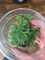 Terrariumplant Selaginella undicata, Ophalen of Verzenden, Halfschaduw, Minder dan 100 cm