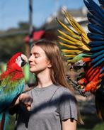 handtamme & pratende aras in diverse kleuren, Dieren en Toebehoren, Meerdere dieren, Papegaai, Pratend