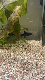 Gratis vuurstaart labeo, Vis