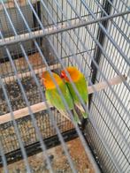 Koppel agapornis fischeri., Meerdere dieren, Dwergpapegaai of Agapornis, Geringd