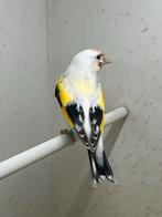 Majoor putter, Dieren en Toebehoren, Mannelijk, Wildzangvogel