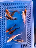 Te koop mooie butterfly koi, Dieren en Toebehoren, Karper of Koi