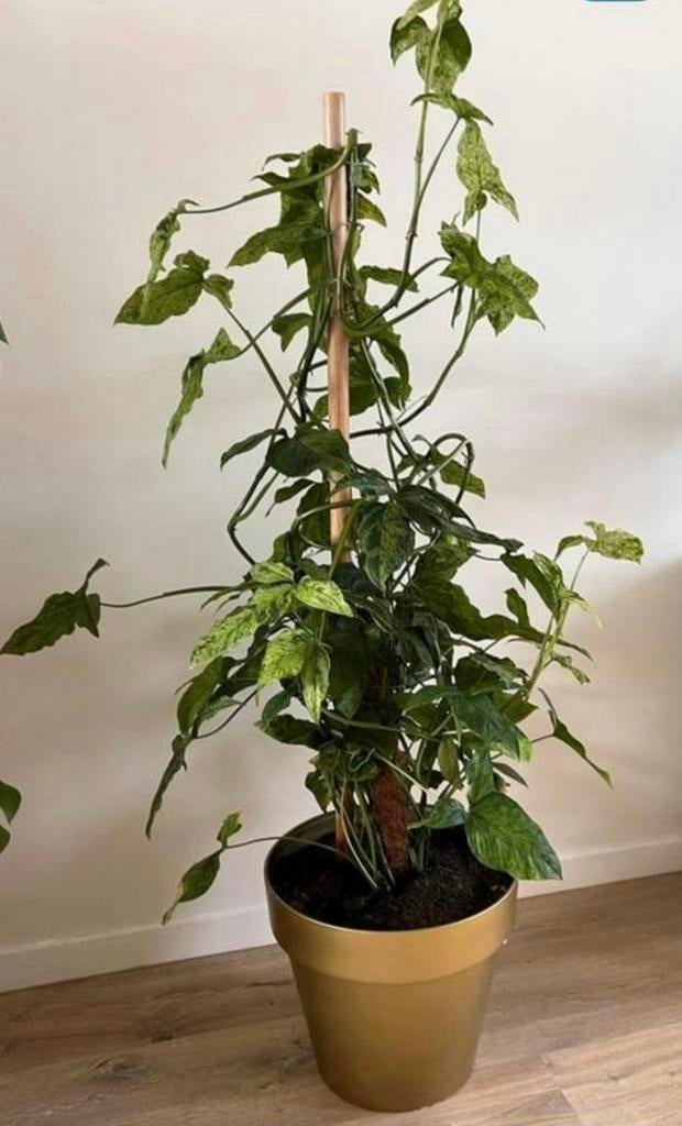 Syngonium Angustat Scott in gouden pot, Huis en Inrichting, Kamerplanten, Ophalen, Halfschaduw