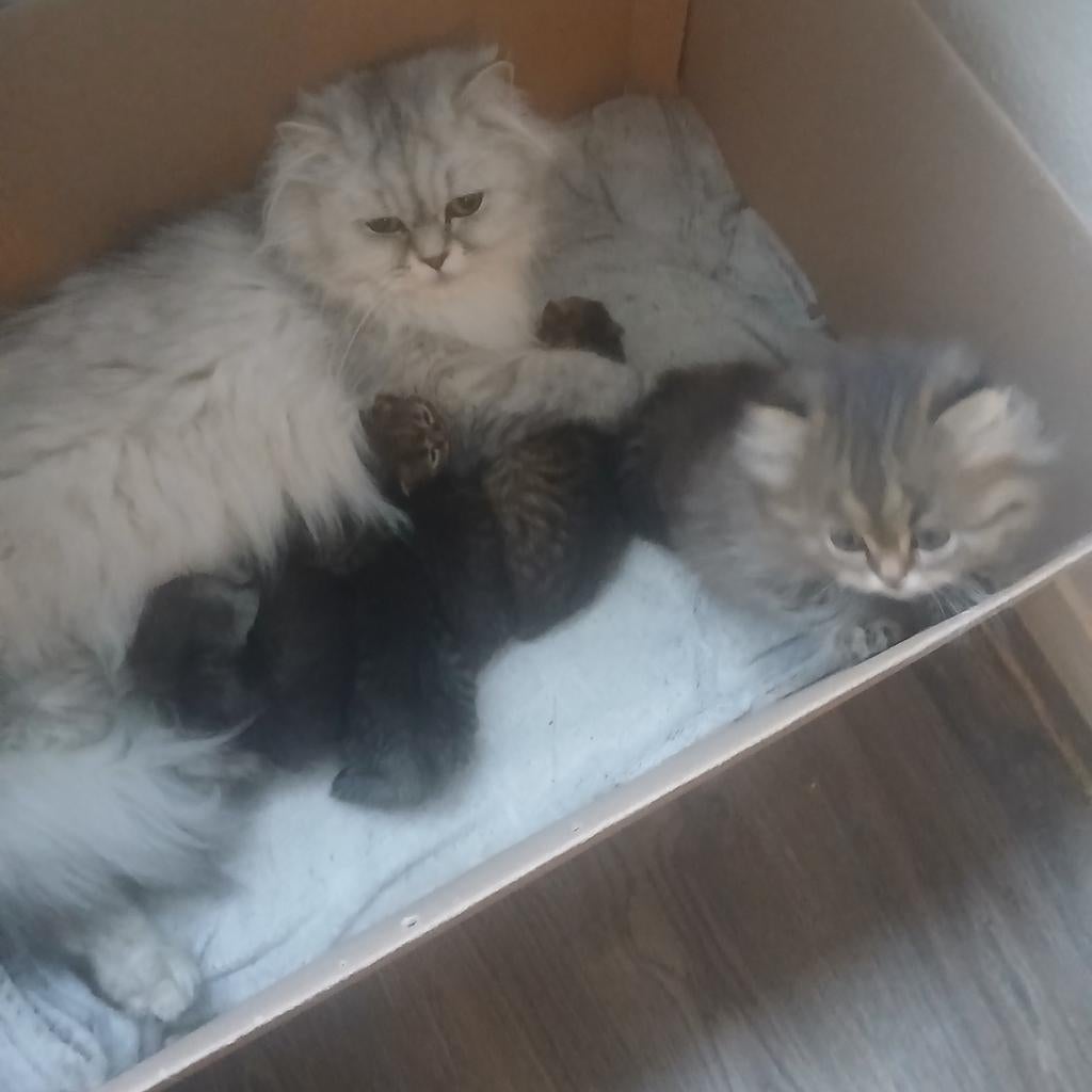Te koop een kitten:Brits Langharige ras., Dieren en Toebehoren, Katten en Kittens | Raskatten | Langhaar, Poes, Ontwormd, 0 tot 2 jaar