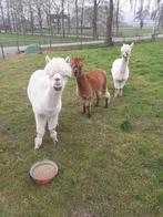 Te koop alpaca ruinen  hengst, Mannelijk, Schaap