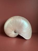 XL Nautilus Schelp Parelmoer, Ophalen of Verzenden, Zo goed als nieuw, Beeldje of Figuurtje