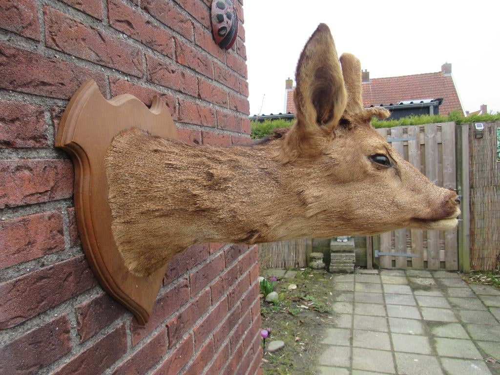 OPGEZETTE  HERTENKOP OP SCHILD, Ophalen of Verzenden, Zo goed als nieuw, Hert, Opgezet dier