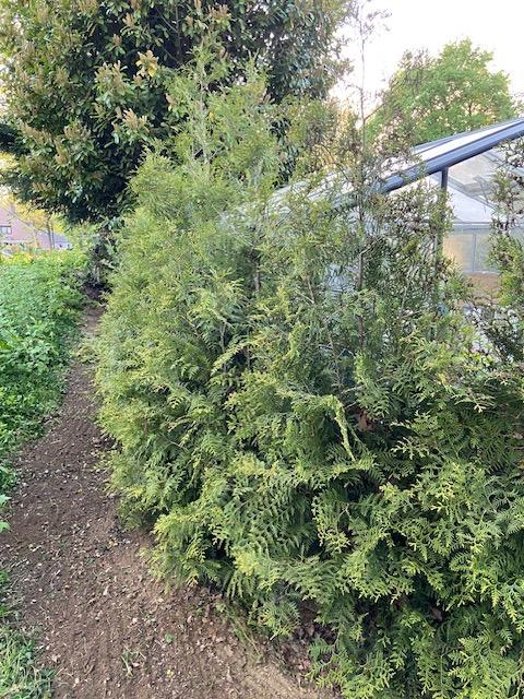 coniferen, Tuin en Terras, Ophalen, Conifeer, 100 tot 250 cm