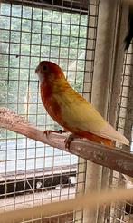 Koppel pennanten 2025, Dieren en Toebehoren, Meerdere dieren, Parkiet, Geringd