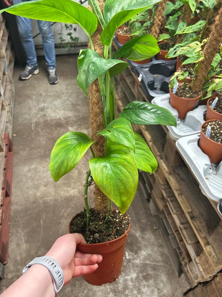 Monstera egregia met mosstok - 60cm, Ophalen of Verzenden