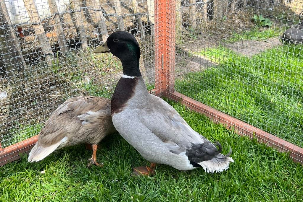 Kwaker woerd, Mannelijk, Eend