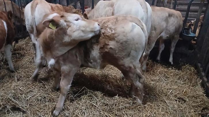 Blond vee, Dieren en Toebehoren, Runderen, Vrouwelijk