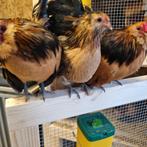 Antwerpse baardkriel broedeieren van de kwartel, Dieren en Toebehoren, Pluimvee, Geslacht onbekend, Kip