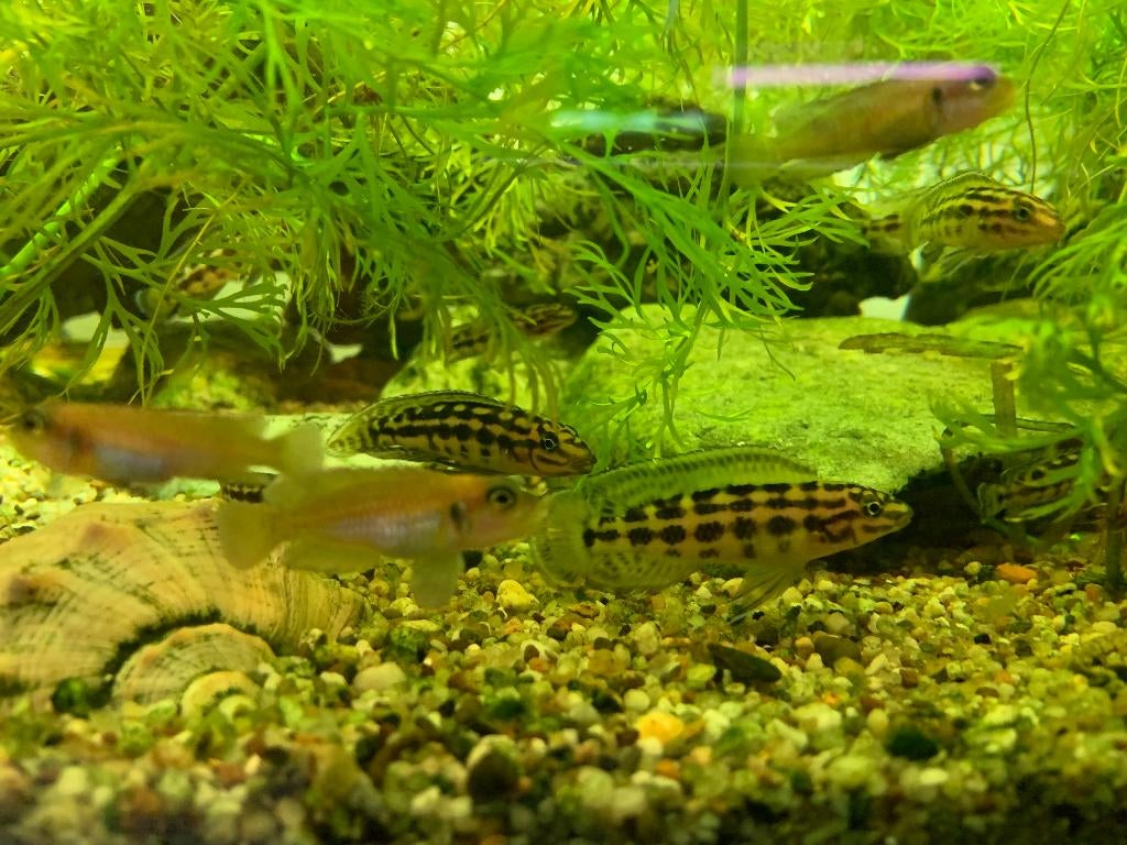 Julidochromis Malieri, Tanganyika cichlide, Vis