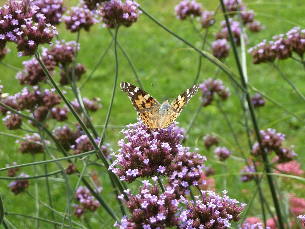 Verbena bonariensis vaste plant tuinplant bio hobby kwekerij, Volle zon, Vaste plant, Zomer, Ophalen