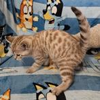 Bengaal X kittens Sneeuwbengaal en Brown tabby, Meerdere dieren, Gechipt, 0 tot 2 jaar