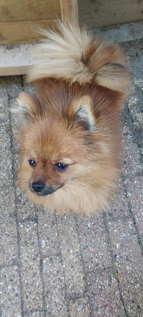 Pomeriaan, Keeshond, Teef, Eén hond, Nederland