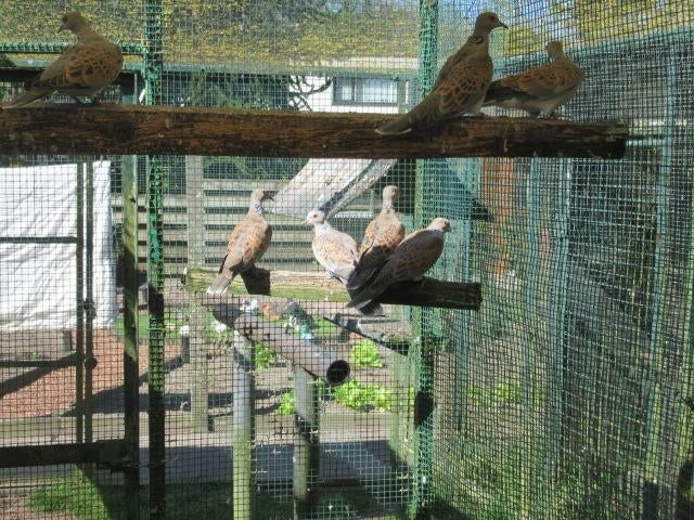 Zomertortels met cites ze zijn van 2025, Meerdere dieren, Postduif