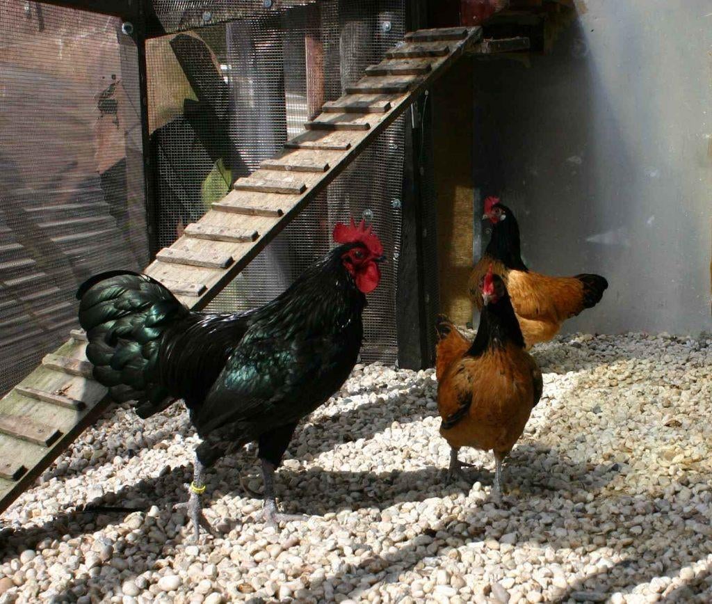 2 Vorwerk kriel hennen met haan, Dieren en Toebehoren, Pluimvee, Kip, Meerdere dieren