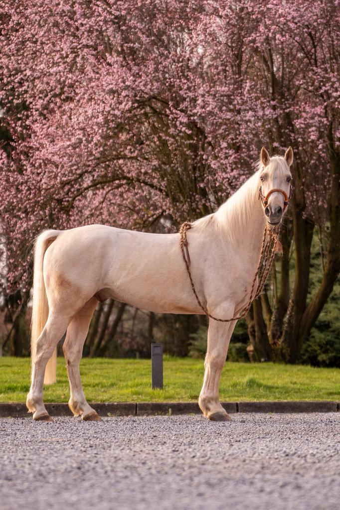 Prachtige 5 jarige Palomino Ruin, Ruin, Recreatiepaard, 3 tot 6 jaar