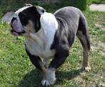 Engelse Bulldog Teef, Dieren en Toebehoren, Honden | Bulldogs, Pinschers en Molossers, Parvo, Teef, Bulldog, Eén hond