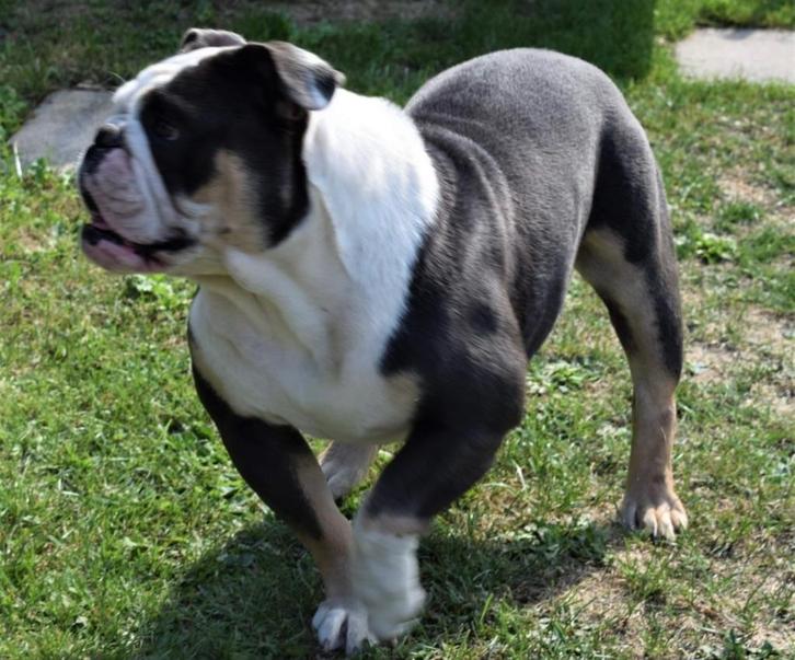 Engelse Bulldog Teef, Dieren en Toebehoren, Honden | Bulldogs, Pinschers en Molossers, Teef, Bulldog, Particulier, Eén hond, Nederland