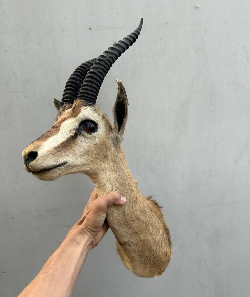 Afrikaanse gazelle -taxidermie, Verzamelen, Ophalen of Verzenden, Gebruikt, Wild dier, Gewei of Kop