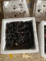 Tempex Bakje Dauwpieren (goed gevuld), Overige typen, Nieuw, S, H