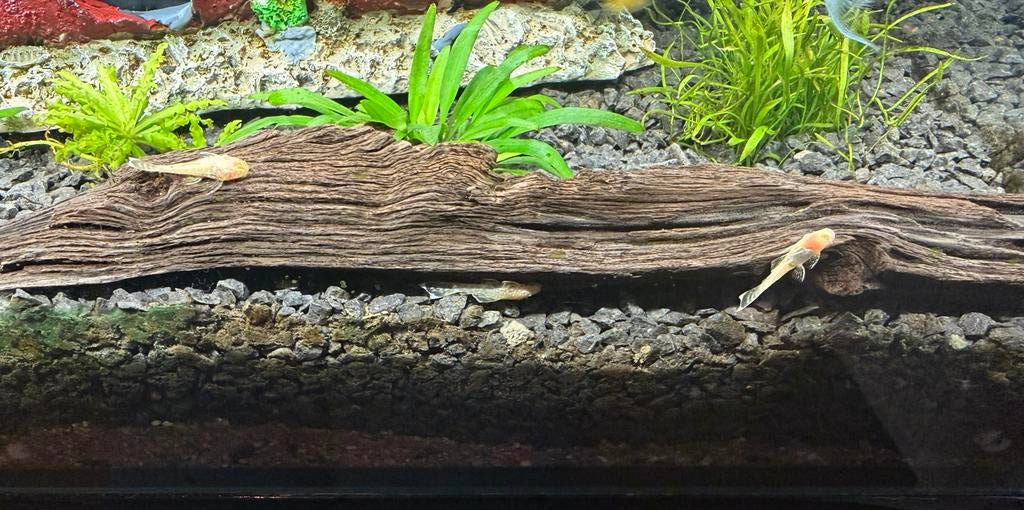 Ancistrus gold baby’s, Dieren en Toebehoren, Vissen | Aquariumvissen, Vis