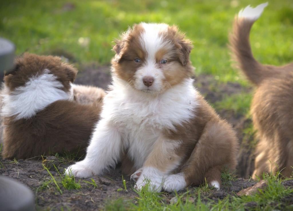 Australian Shepherd pups – zeer goed gesocialiseerd, Parvo, 8 tot 15 weken, Meerdere, Meerdere dieren