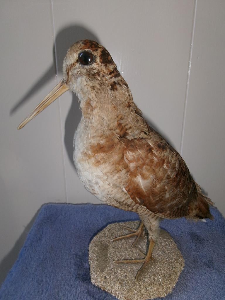 Mooie opgezette vogel, Ophalen of Verzenden, Zo goed als nieuw, Vogel, Opgezet dier