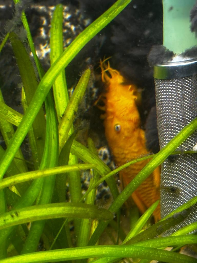 Ancistrus alg eeter geel, Dieren en Toebehoren, Vissen | Aquariumvissen, Vis, Zoetwatervis