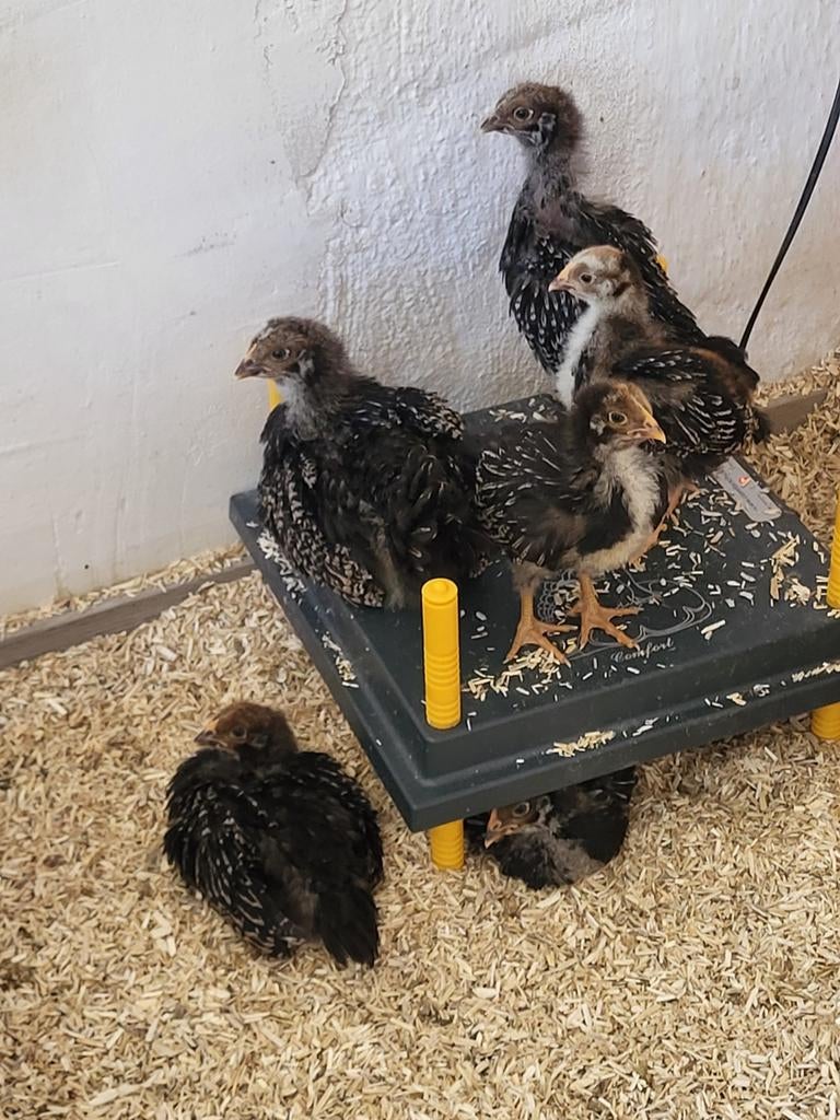 6 Barnevelder kuikens, geboren 28 maart,  ongesext, Geslacht onbekend, Kip