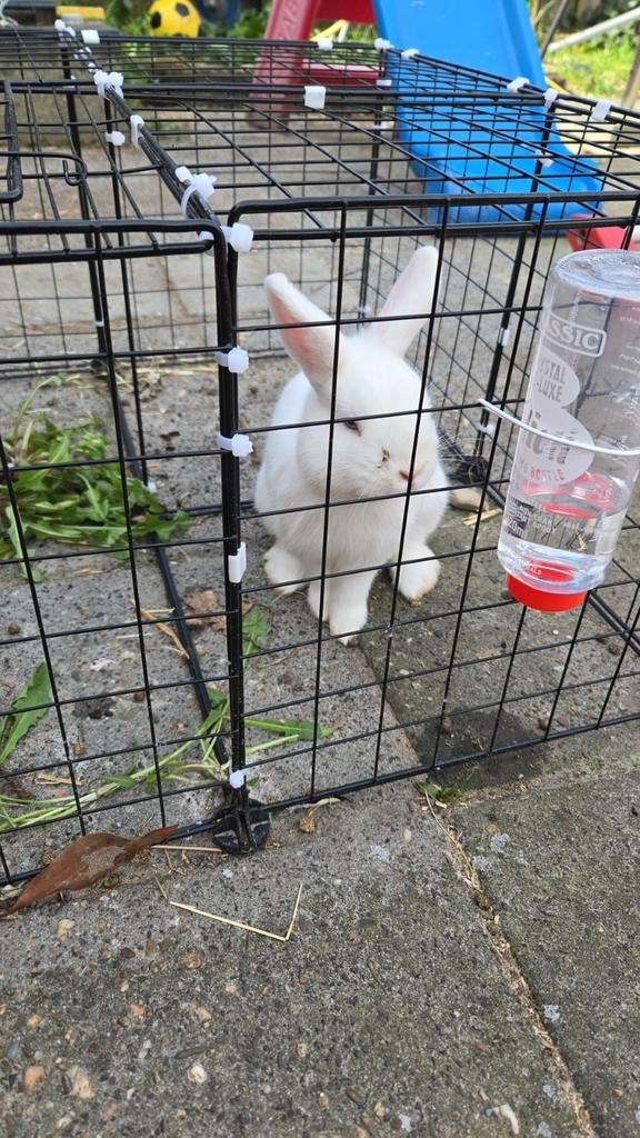 Konijn leeuwenkop ram met hok, Dieren en Toebehoren, Konijnen, Mannelijk, Klein, 0 tot 2 jaar