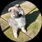 Middenslag keeshond pup, Dieren en Toebehoren, 8 tot 15 weken, Teef, Eén hond, Nederland